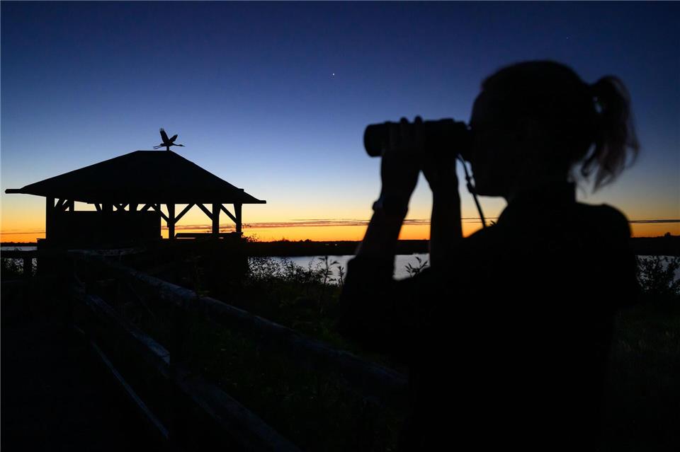 Im Naturpark Niederlausitzer Landrücken lassen sich aktuell die ersten Szenen eines faszinierenden Naturschauspiels beobachten.Patrick Pleul/dpa
