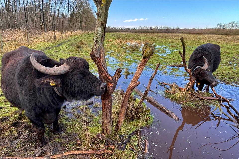Im Naturschutzgebiet Burlo-Vardingholter Venn gibt es auch Wasserbüffel zu sehen.