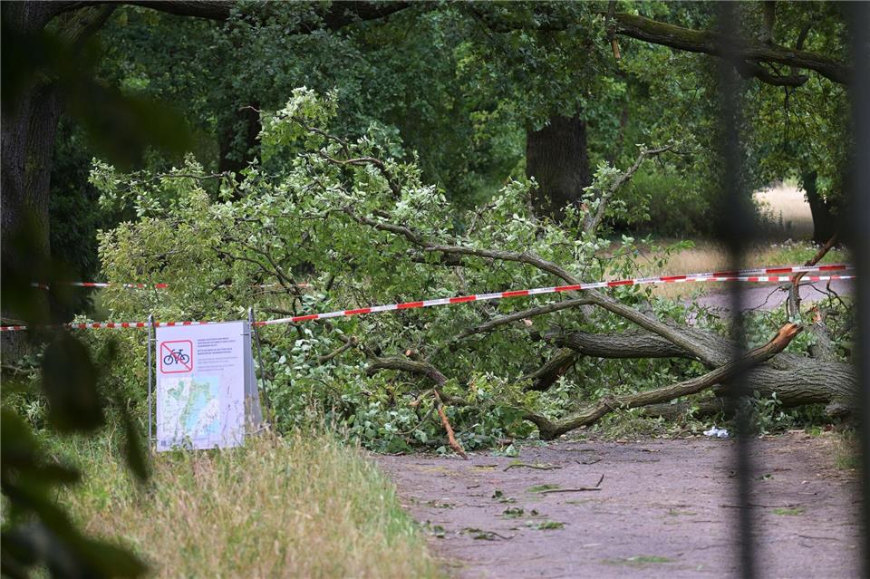 Im Neuen Garten fiel eine Baumkrone auf zwei Menschen und verletzte eine Frau lebensbedrohlich. Michael Bahlo/dpa