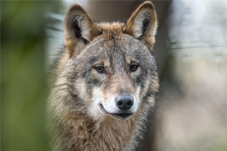 Im Nordkreis ist erneut ein Wolf gesichtet worden. 