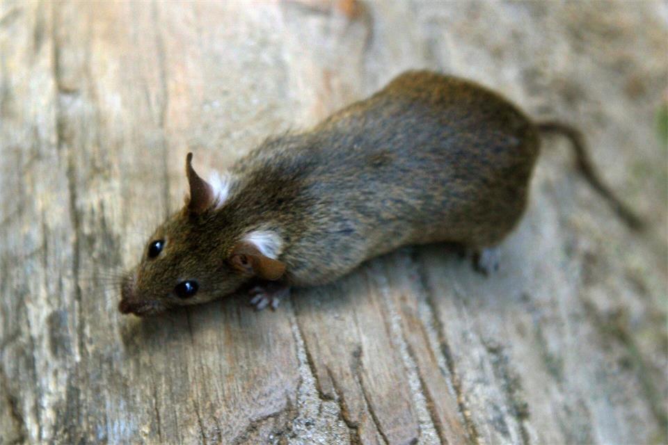 Im Norma-Zentrallager in Regenstauf sind Ratten festgestellt worden. (Symbolbild)Arno Burgi/dpa-Zentralbild/dpa
