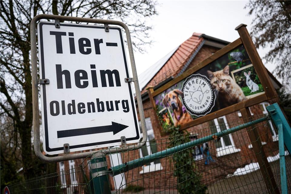 Im Oldenburger Tierheim wartet eine reiselustige Katze auf ein neues Zuhause. (Archivbild)Sina Schuldt/dpa