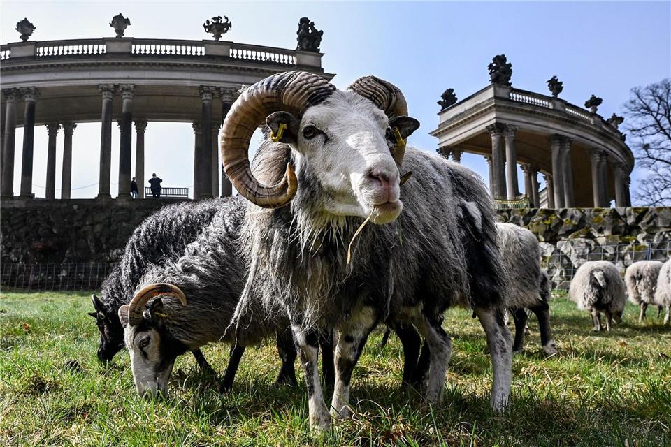 Im Park Sanssouci weiden wieder Schafe.Jens Kalaene/dpa
