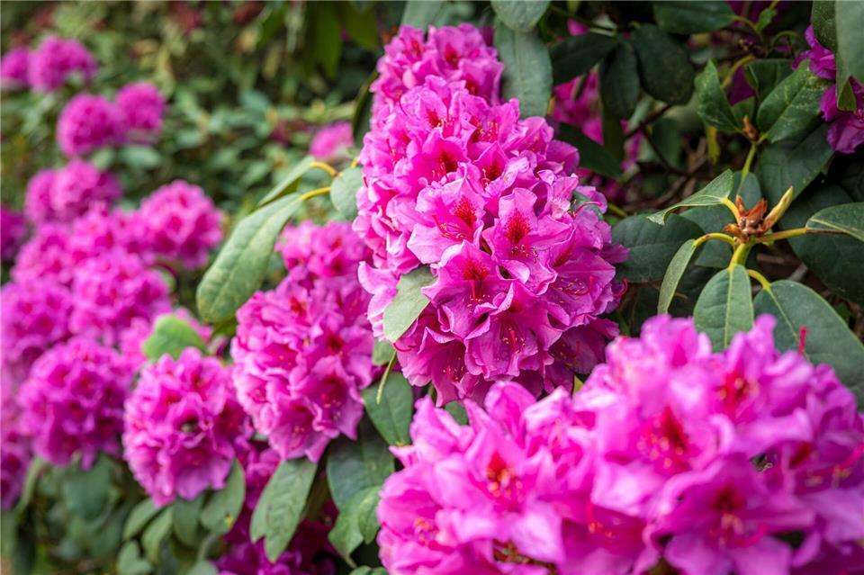 Im Park der Gärten dreht sich an diesem Wochenende alles um die Pflanzengruppe Rhododendron.Sina Schuldt/dpa