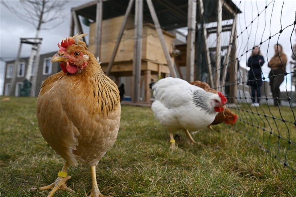 Im Pflegeheim „Landhaus Mildaer Hof“ leben fünf Hühner auf Zeit. Martin Schutt/dpa