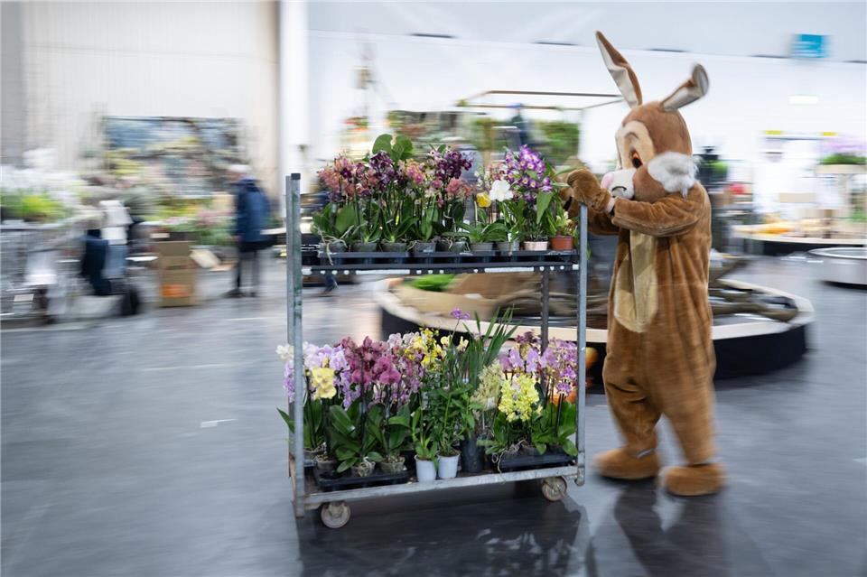 Im Rahmen der Publikumsmesse „Dresdner Ostern“ findet in diesem Jahr die Weltorchideenkonferenz statt. (Archivbild)Sebastian Kahnert/dpa