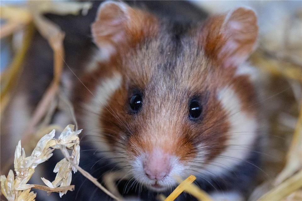 Im Rahmen eines Artenschutzprojektes werden Feldhamster ausgewildert. (Archivbild)Hendrik Schmidt/dpa