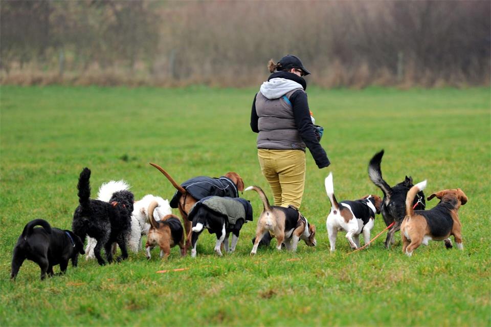 Im Rudel Gassi gehen? Wer einen solchen Service für seinen Hund bucht, kann die Kosten dafür in bestimmten Fällen steuerlich geltend machen.Carsten Rehder/dpa