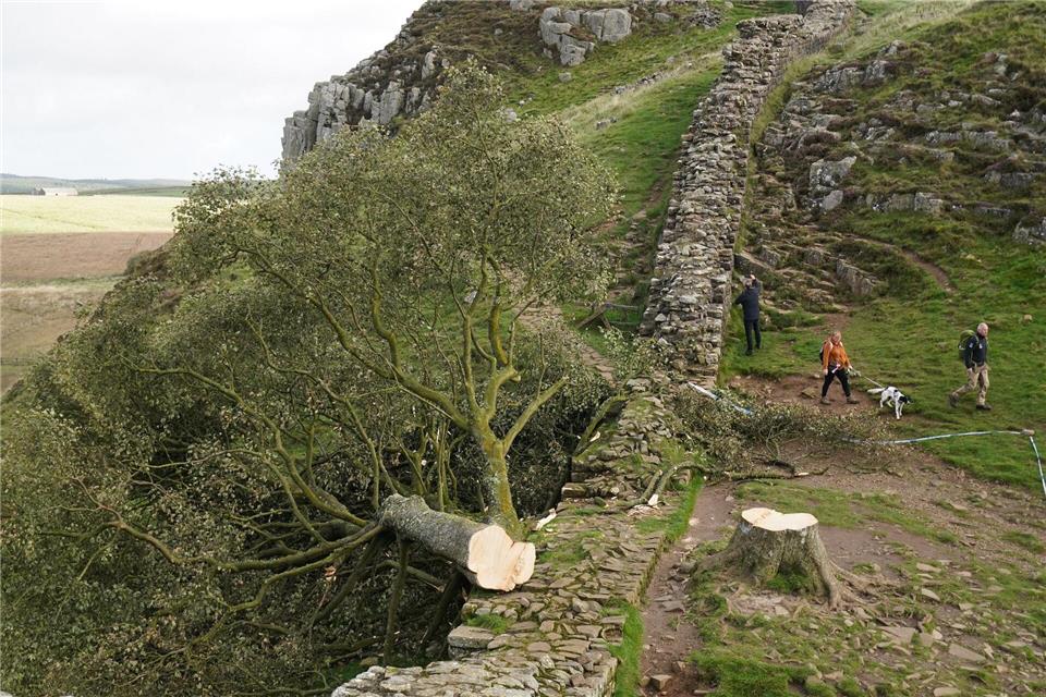 Im September 2023 wurde er nachts von zwei Männern gefällt. Der Vorfall sorgte für große Betroffenheit in Großbritannien und weit darüber hinaus. (Archivfoto)Owen Humphreys/Press Association/dpa