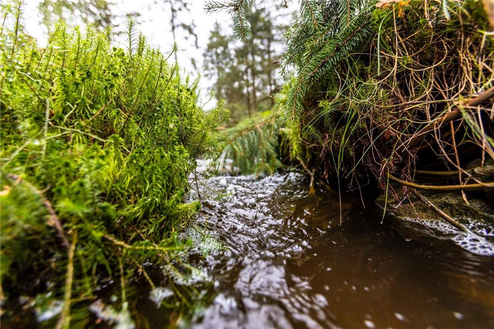 Im Solling sind einige Moore bereits renaturiert. (Symbolbild)Gasparini/Niedersächsische Landesforsten/dpa