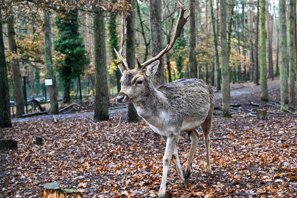 Im Sommer haben die Tiere weiße Flecken auf dem Fell, im Winter sind diese kaum sichtbar. (Symbolbild)Jens Kalaene/dpa