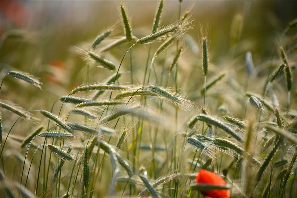 Im Sommer plagen Roggenpollen Allergiker. (Symbolfoto)Soeren Stache/dpa