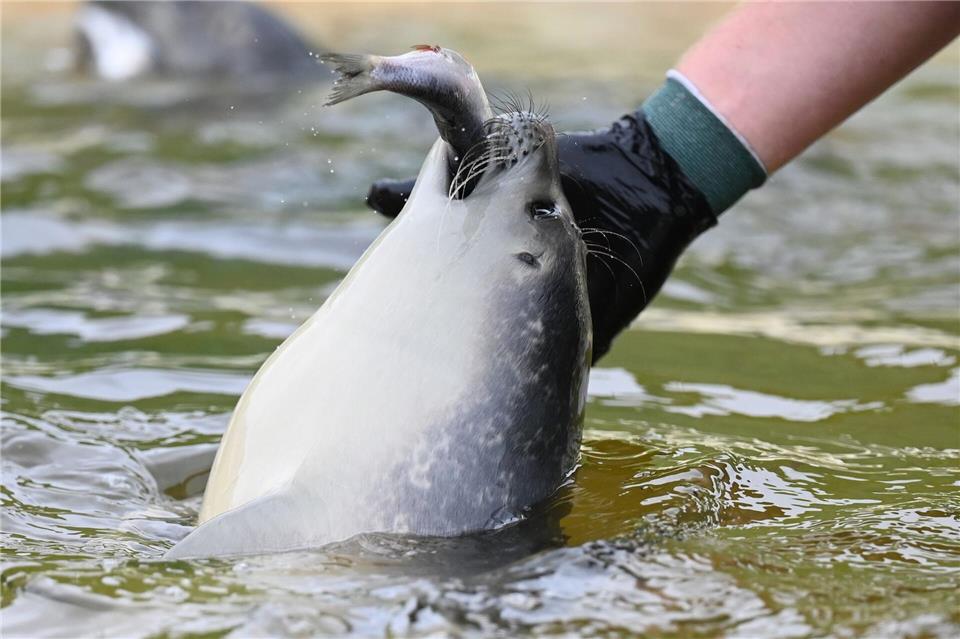 Hochsaison in den Seehundstationen  Im Sommer werden mehrere Tonnen Fisch pro Woche verfüttert.David Hammersen/dpa