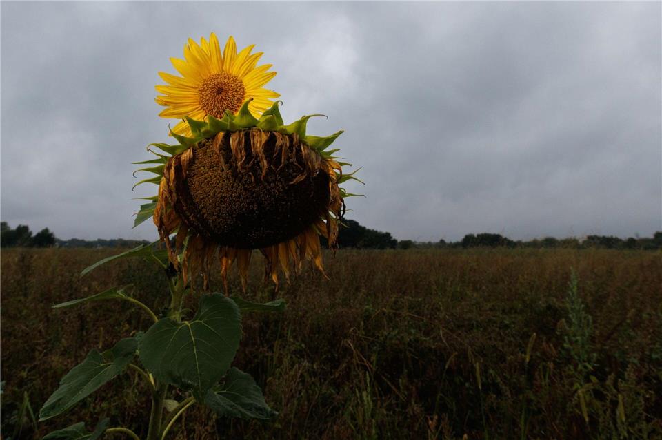 Im Sommerhalbjahr 2025 haben sich in Hessen verregnete Perioden mit trockeneren Phasen abgewechselt. (Archivbild)Lando Hass/dpa