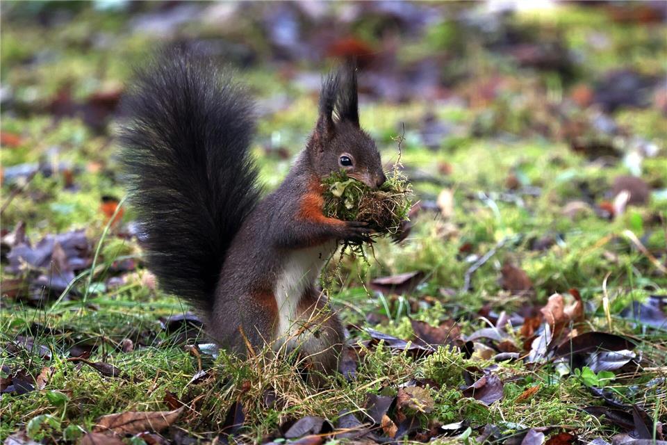 Im Süden und im Osten des Freistaates finden sich mehrheitlich Eichhörnchen mit dunklem Fell. (Archivbild)Karl-Josef Hildenbrand/dpa