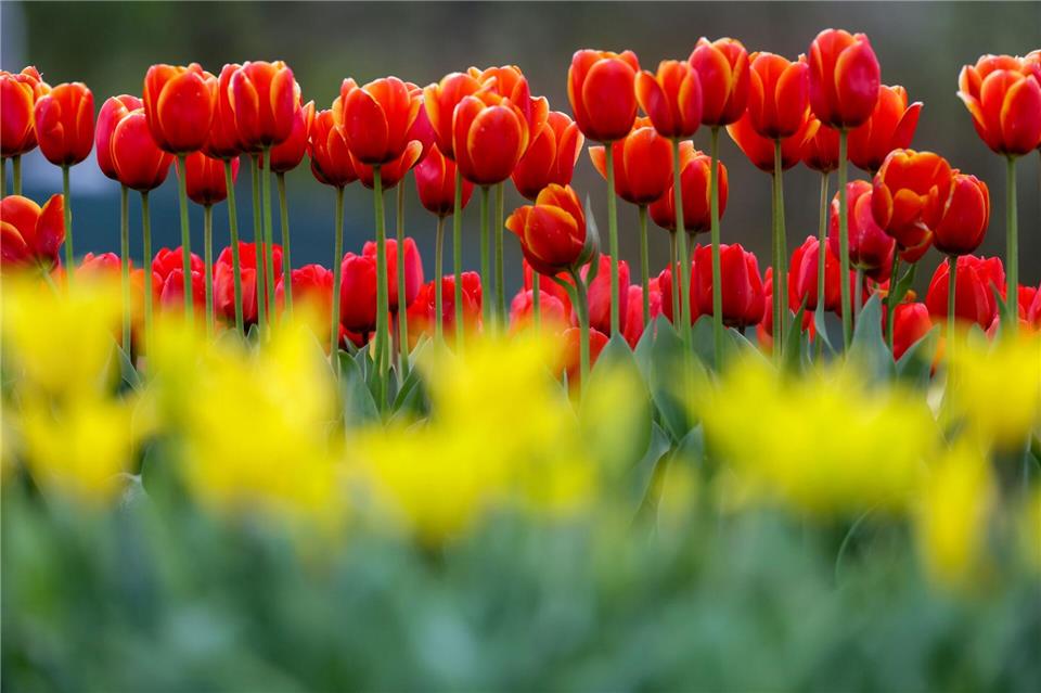 Im Südwesten breitet sich der Frühling aus. (Archivbild)Thomas Warnack/dpa