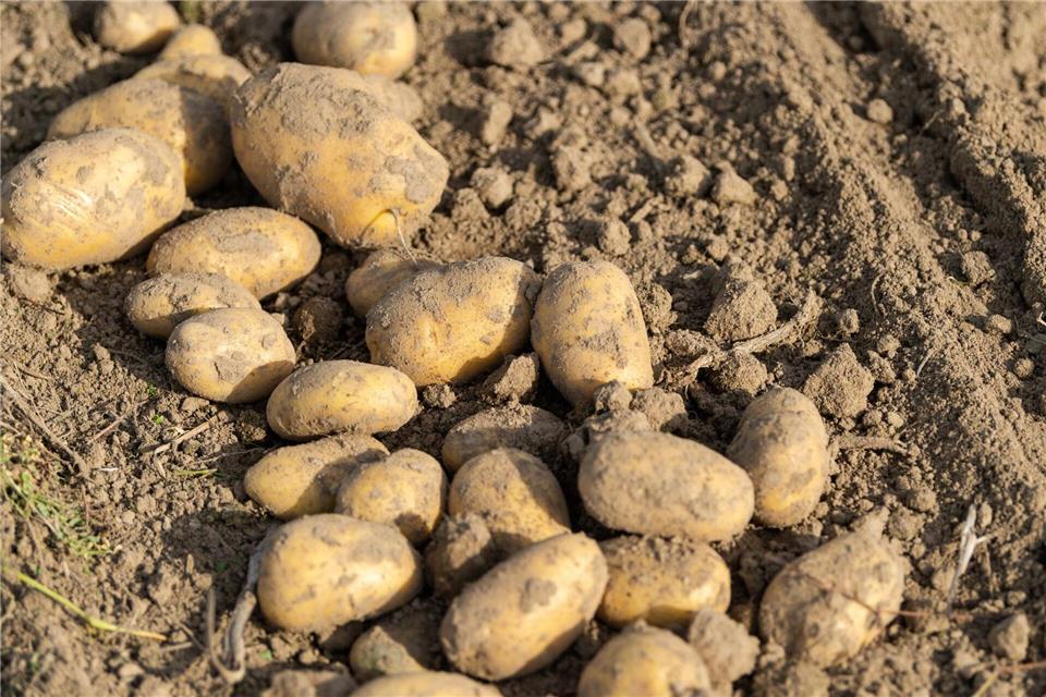 Im Südwesten wird auf weniger Fläche Kartoffelanbau betrieben. (Foto-Archiv)Philipp Schulze/dpa