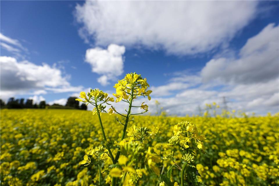 Im Südwesten wird es zum Wochenende noch einmal richtig sommerlich. (Symbolbild)Thomas Warnack/dpa