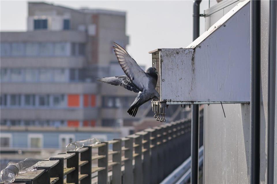 Im Taubenhaus in der Bremer Innenstadt finden Tauben ein sauberes Zuhause mit artgerechtem Futter und Nistplätzen.Focke Strangmann/dpa