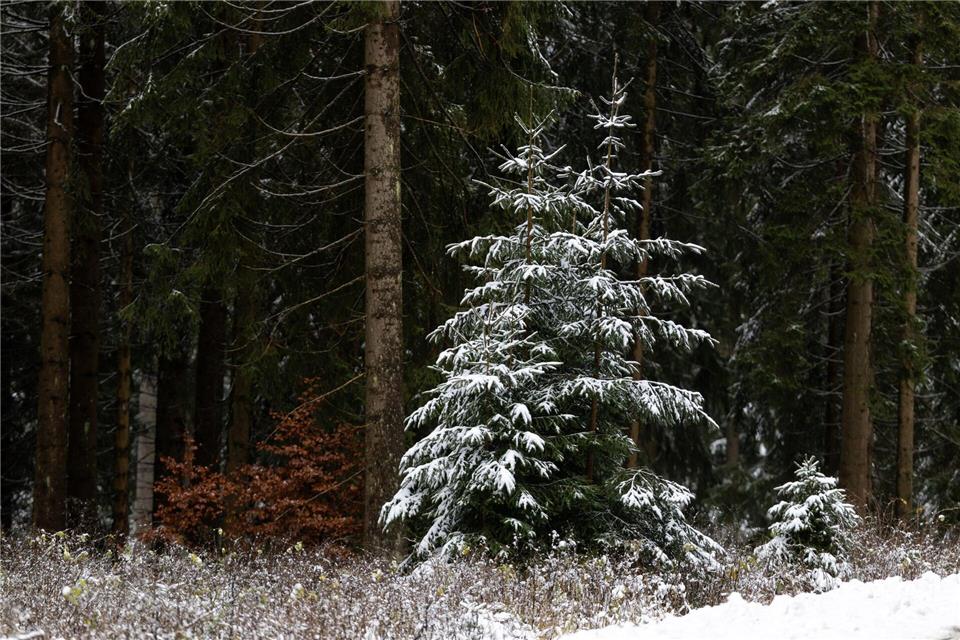 Im Thüringer Wald liegen immerhin einige Zentimeter Schnee. (Archivbild)Michael Reichel/dpa