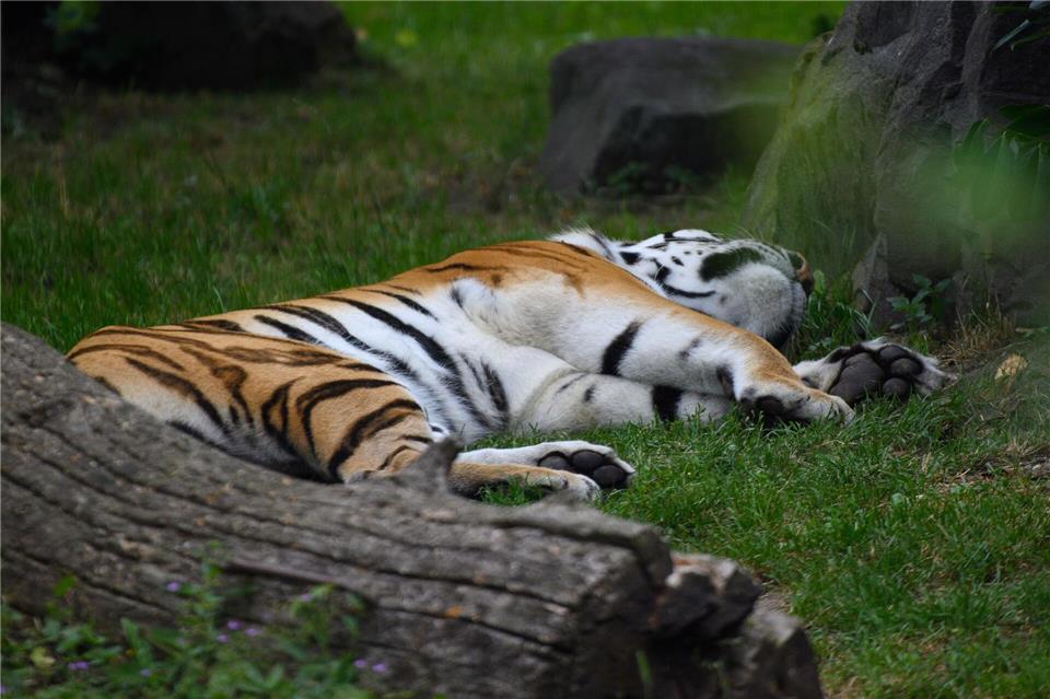 Im Tiergarten Stendal ist ein sibirischer Tiger eingeschläfert worden. (Symbolbild)Klaus-Dietmar Gabbert/dpa
