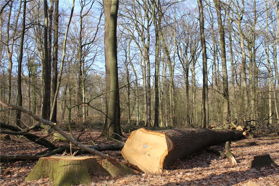 Im Tiergarten sind einige Bäume gefällt worden.