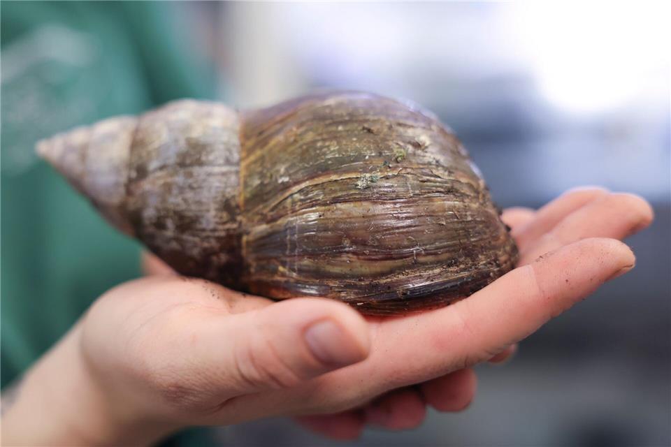 Im Tierheim wohnt auch eine Große Achatschnecke. Christian Charisius/dpa
