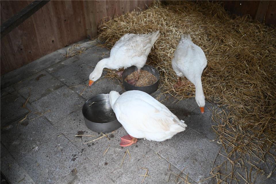 Im Tierpark sind die Gänse nun zunächst in einem Stall untergebracht. Lars Penning/dpa