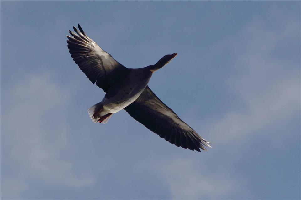 Im Trebbiner Ortsteil Glau (Kreis Teltow-Fläming) wurde eine taumelnde Wildgans erlegt und untersucht: Sie war mit dem Geflügelpest-Erreger infiziert. (Symbolbild)Robert Michael/dpa-Zentralbild/dpa