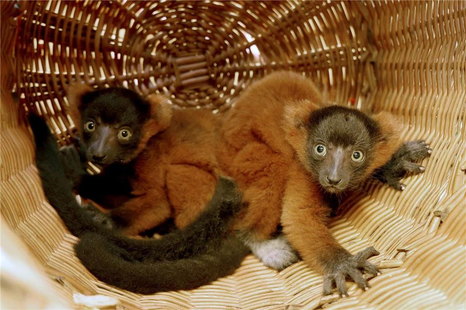 Im Vogelpark Marlow werden seit 2013 Rote Varis gehalten.Bernd Wüstneck/dpa