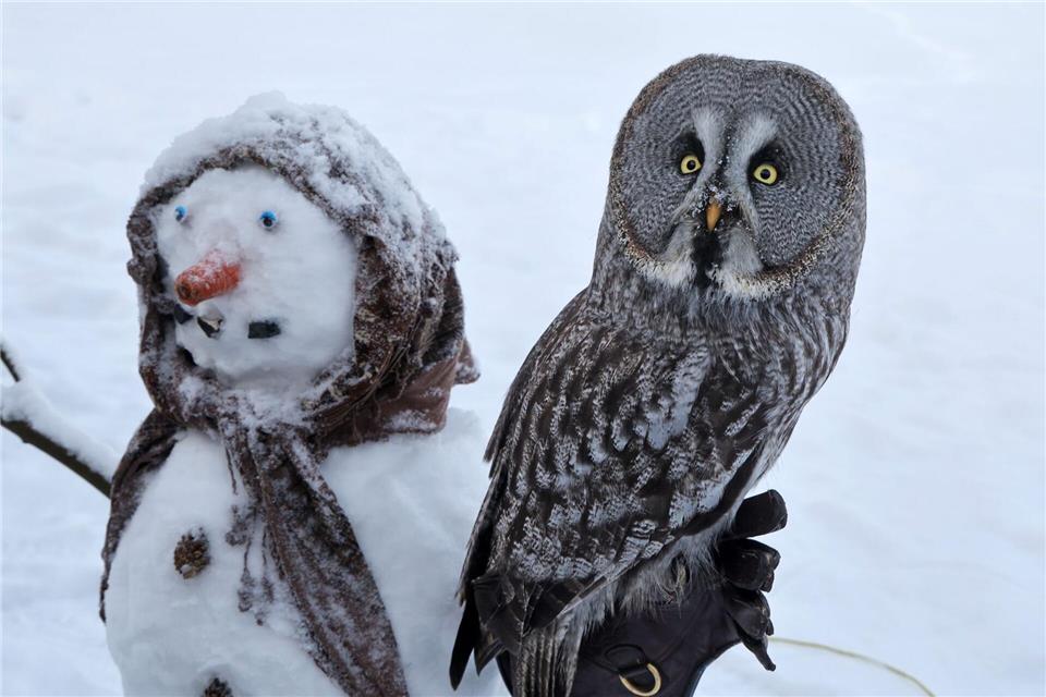Im Vogelpark in Marlow hat sich der Bartkauz „Emilia“ auf einem Schneemann niedergelassen, den die Tierpfleger für die Vögel gemacht haben. Bernd Wüstneck/dpa