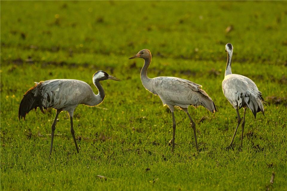 Bestätigter Vogelgrippe-Ausbruch im Westerwaldkreis  Im Westerwaldkreis wurden bislang rund 20 tote Kraniche dem Veterinäramt gemeldet. (Archivbild)Sina Schuldt/dpa