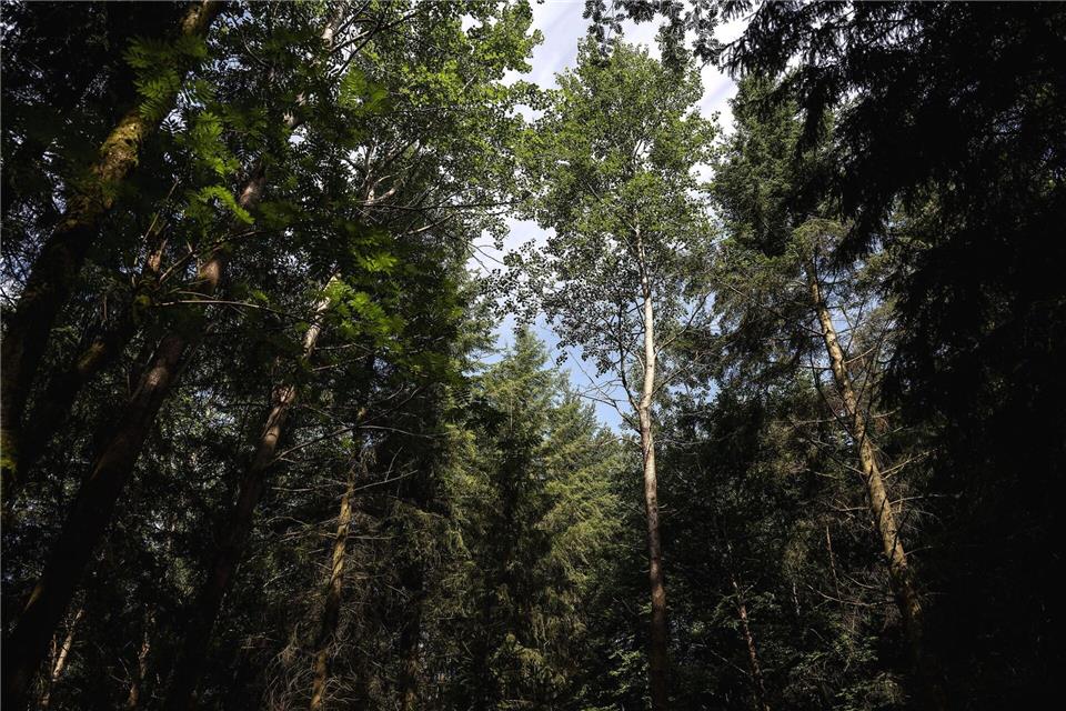 Im Wind bewegen sich die Blätter wegen ihrer Form schnell - fast so als würden sie zittern.Swen Pförtner/dpa
