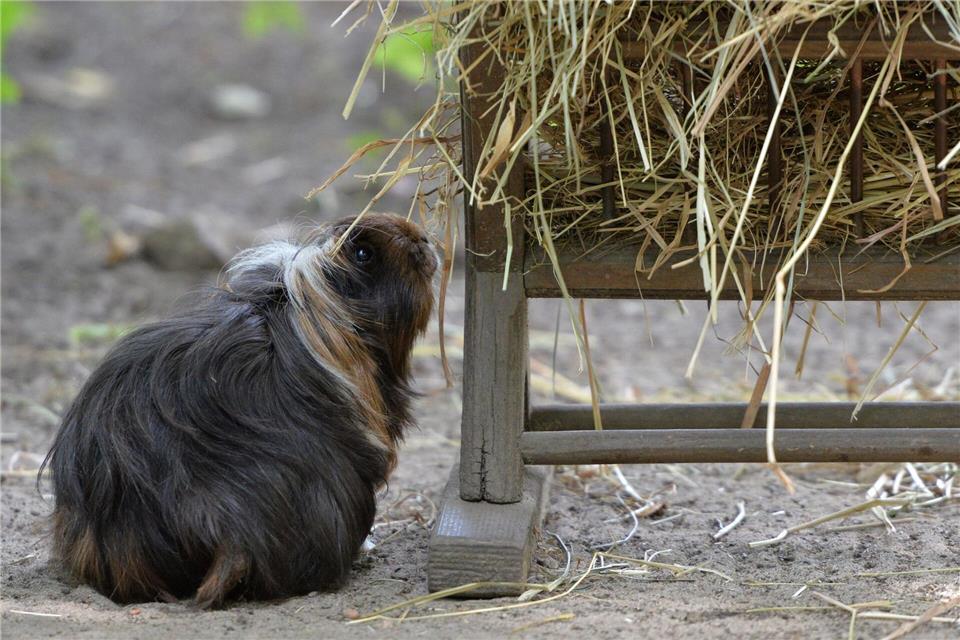 Im Winter brauchen Meerschweinchen auch viel Frischfutter wie Gurken, Karotten und Salate.Andrea Warnecke/dpa-tmn