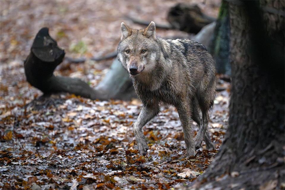 Im Wolfcenter Dörverden in Niedersachsen leben elf Wölfe, verteilt auf fünf Gehege. (Archivbild)Sina Schuldt/dpa