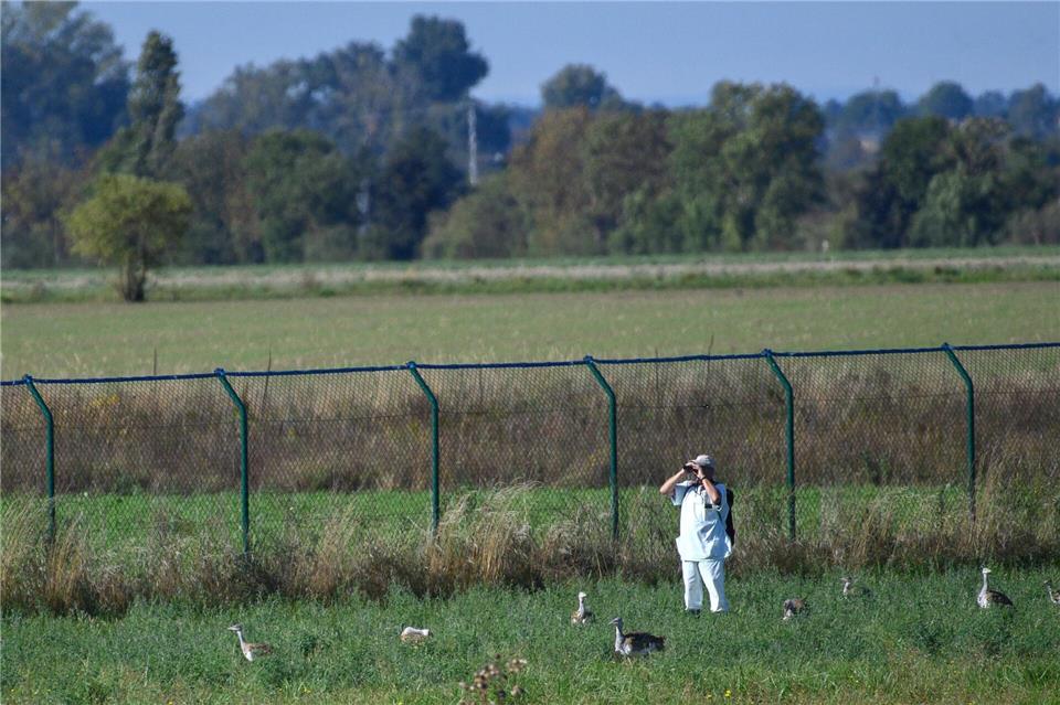 Im Zerbster Land werden Großtrappen ausgewildert.Klaus-Dietmar Gabbert/dpa