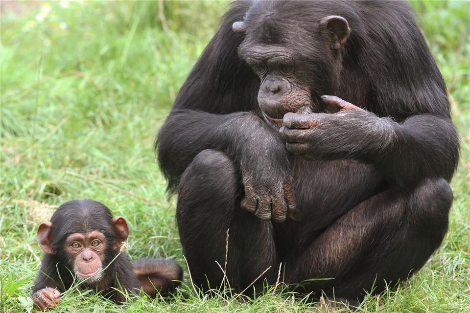 Im Zoo in Bremerhaven ist ein Schimpansenbaby eingeschläfert worden. (Symbolbild)Holger Hollemann/dpa