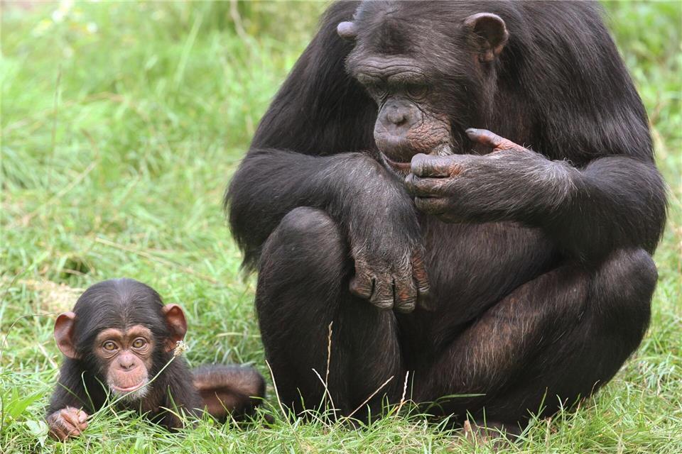 Im Zoo in Bremerhaven ist ein Schimpansenbaby eingeschläfert worden – der Fall wird nun näher untersucht. (Symbolbild)Holger Hollemann/dpa