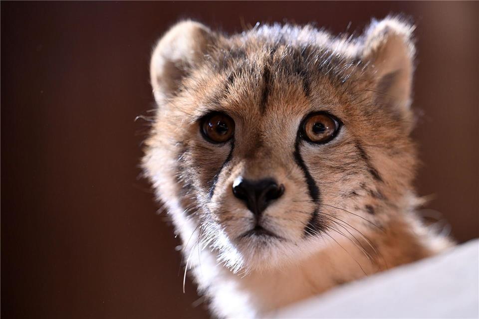 Im Zoopark Erfurt waren im Sommer 2025 vier Geparden geboren worden. Die neugierigen jungen Tiere sind auch dieses im Park zu sehen.Martin Schutt/dpa