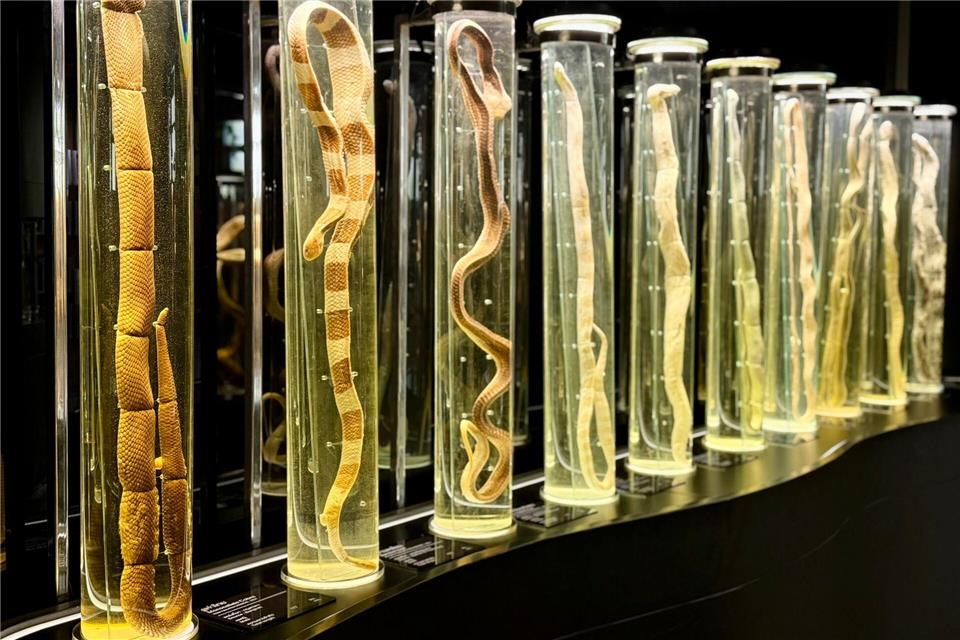 Im angegliederten Schlangenmuseum können Besucher alles über die faszinierenden Tiere lernen.Carola Frentzen/dpa