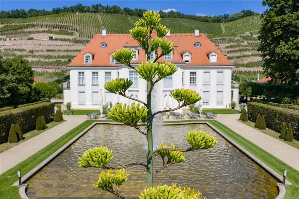 Im barocken Ensemble von Schloss Wackerbarth sorgt derzeit eine sechs Meter hohe Agavenblüte für Aufsehen. Robert Michael/dpa
