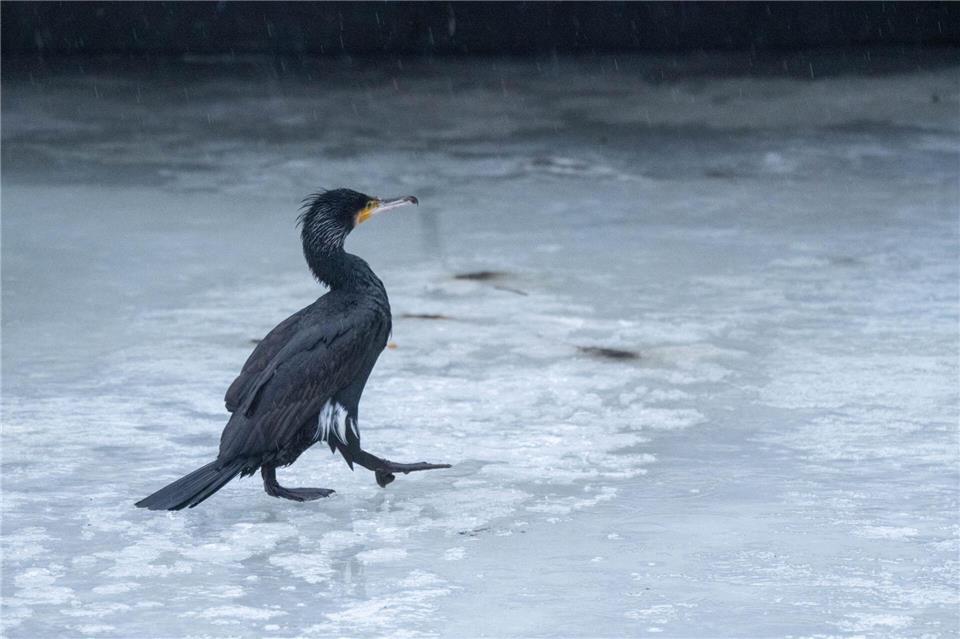 Im nächsten Winter rasten womöglich weniger Kormorane an der Ostseeküste. (Archivbild)Stefan Sauer/dpa