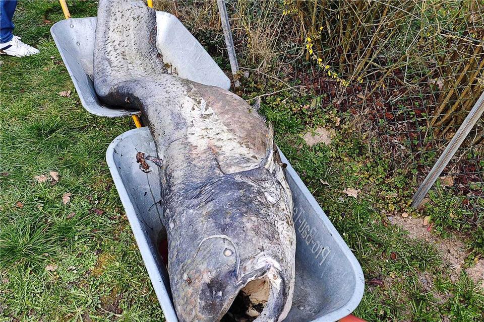 Im örtlichen Angelsportverein galt der Wels aus dem Stadtweiher von Dreieich-Sprendlingen als Mythos. (Foto Handout)-/1. Angelsportverein Sprendlingen 1969 e.V./dpa