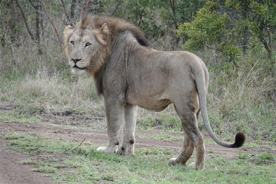 Im ostafrikanischen Tansania sowie in anderen Ländern Afrikas kommt es immer wieder zu Konflikten zwischen Wildtieren und Menschen. (Archivbild)Kristin Palitza/dpa