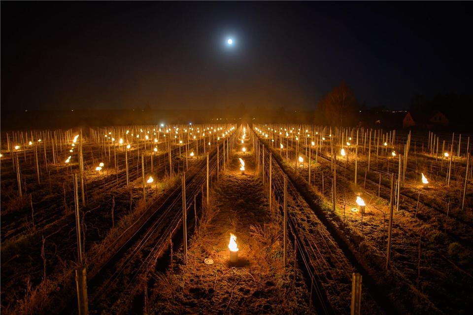 Im sächsischen Elbtal wird der gefürchtete Spätfrost erwartet. (Archivbild)Robert Michael/dpa-Zentralbild/dpa