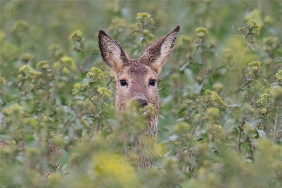 Im thüringischen Manebach sucht die Polizei nach Wilddieben. (Symbolbild)Boris Roessler/dpa