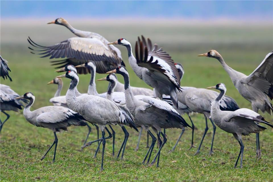 Im vergangenen Herbst sind viele Kraniche an der Vogelgrippe gestorben. (Archivbild)Patrick Pleul/dpa