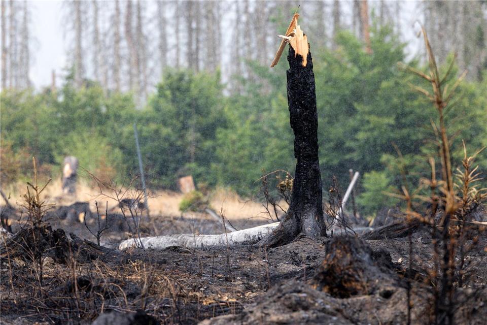 Im vergangenen Jahr brannte es mehrfach, im Frühjahr musste die Feuerwehr wieder wegen Waldbränden ausrücken. (Archivfoto)Michael Reichel/dpa