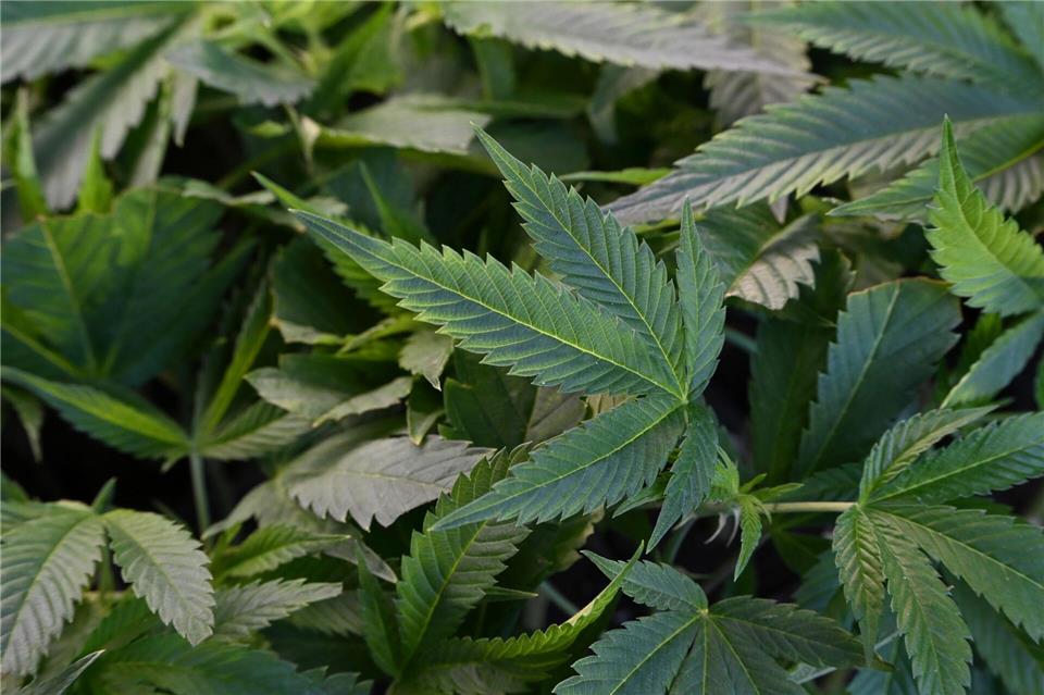 Im vergangenen Jahr erntete nur ein Verein in Sachsen Cannabis. (Symbolbild)Michael Brandt/dpa