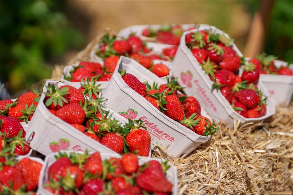 Im vergangenen Jahr hätten die rund 140 Betriebe in Hessen knapp 7.770 Tonnen Erdbeeren geerntet.Andreas Arnold/dpa